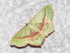 Traminda vividaria