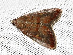 Amyna axis