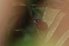 Grey-Headed Babbler photo 3