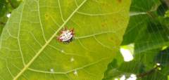 Gasteracantha cancriformis