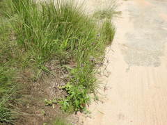 Indigofera oxytropis
