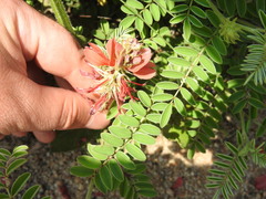 Indigofera oxytropis