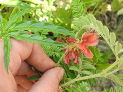 Indigofera oxytropis