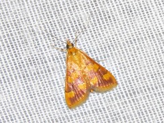 Pyrausta phoenicealis