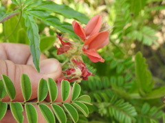Indigofera oxytropis