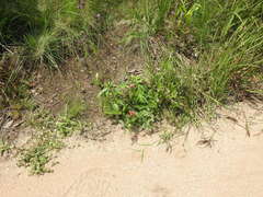 Indigofera oxytropis