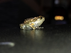 Uperodon taprobanicus