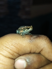 Uperodon taprobanicus