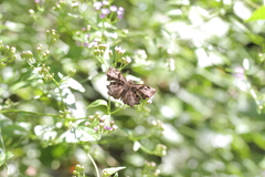 Antigonus erosus