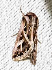 Leumicamia leucosoma