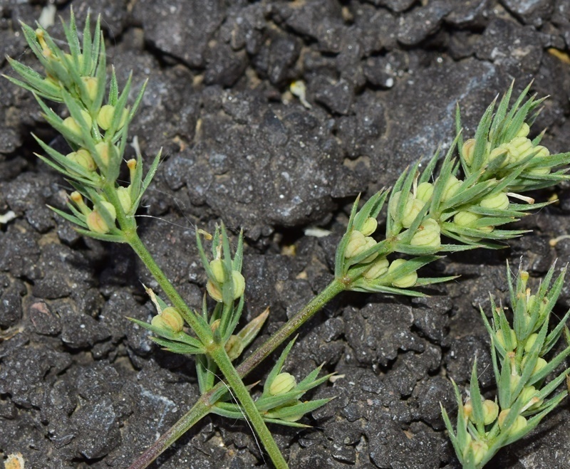 Crucianella patula