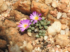 Frithia pulchra