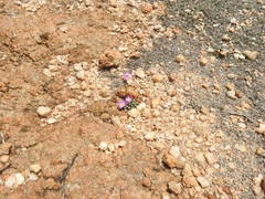 Frithia pulchra