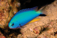 Allen's Damsel photo 1