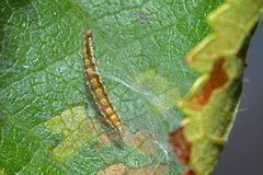 Swammerdamia pyrella