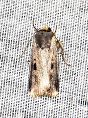 Effractilis effracta