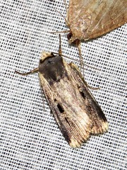 Effractilis effracta