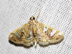 Glyphodes aniferalis