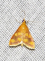 Pyrausta phoenicealis