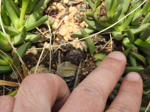 Image of Khadia acutipetala by (c) Matthew Fainman, some rights reserved (CC BY)