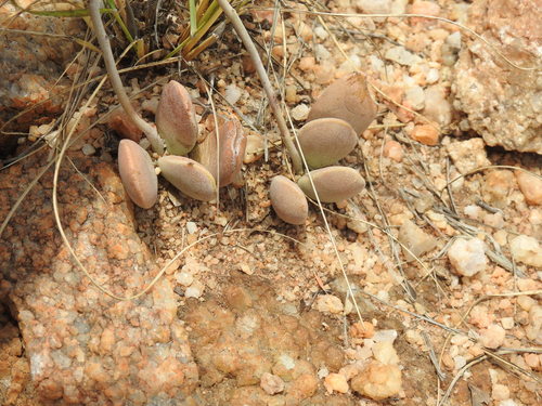 Image of Cliff Adromischus (Adromischus umbraticola) by (c) Matthew Fainman, some rights reserved (CC BY)