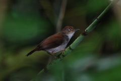 Pellorneum rostratum