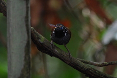 White-Necked Babbler photo 2