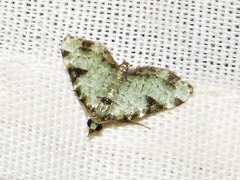 Piercia nimipunctata
