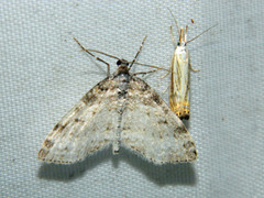 Lobophora nivigerata