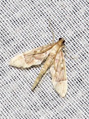 Duponchelia lanceolalis