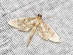 Duponchelia lanceolalis