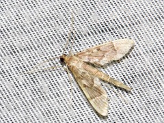 Duponchelia lanceolalis