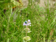 Stilbum cyanurum