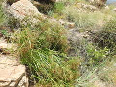 Cyperus leptocladus