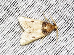 Loryma basalis