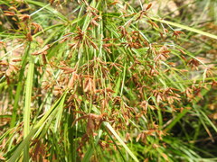 Cyperus leptocladus