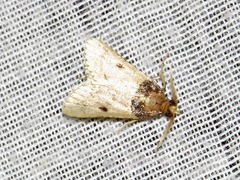 Loryma basalis
