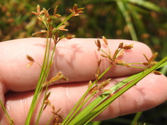 Cyperus leptocladus