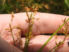 Cyperus leptocladus