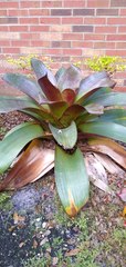 Bromeliaceae