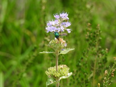 Stilbum cyanurum