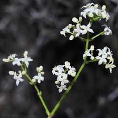 Galium ephedroides