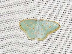 Comostolopsis stillata stillata