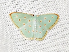 Comostolopsis stillata stillata