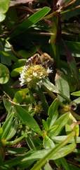 Apis mellifera
