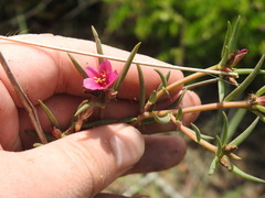 Portulaca kermesina