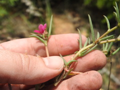 Portulaca kermesina