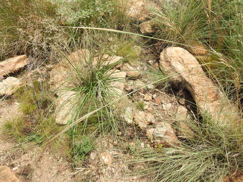 Bulbine angustifolia
