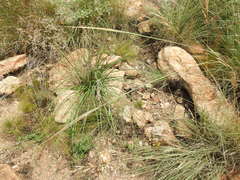 Bulbine angustifolia