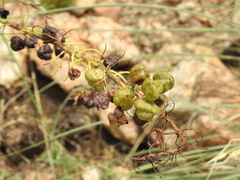 Bulbine angustifolia